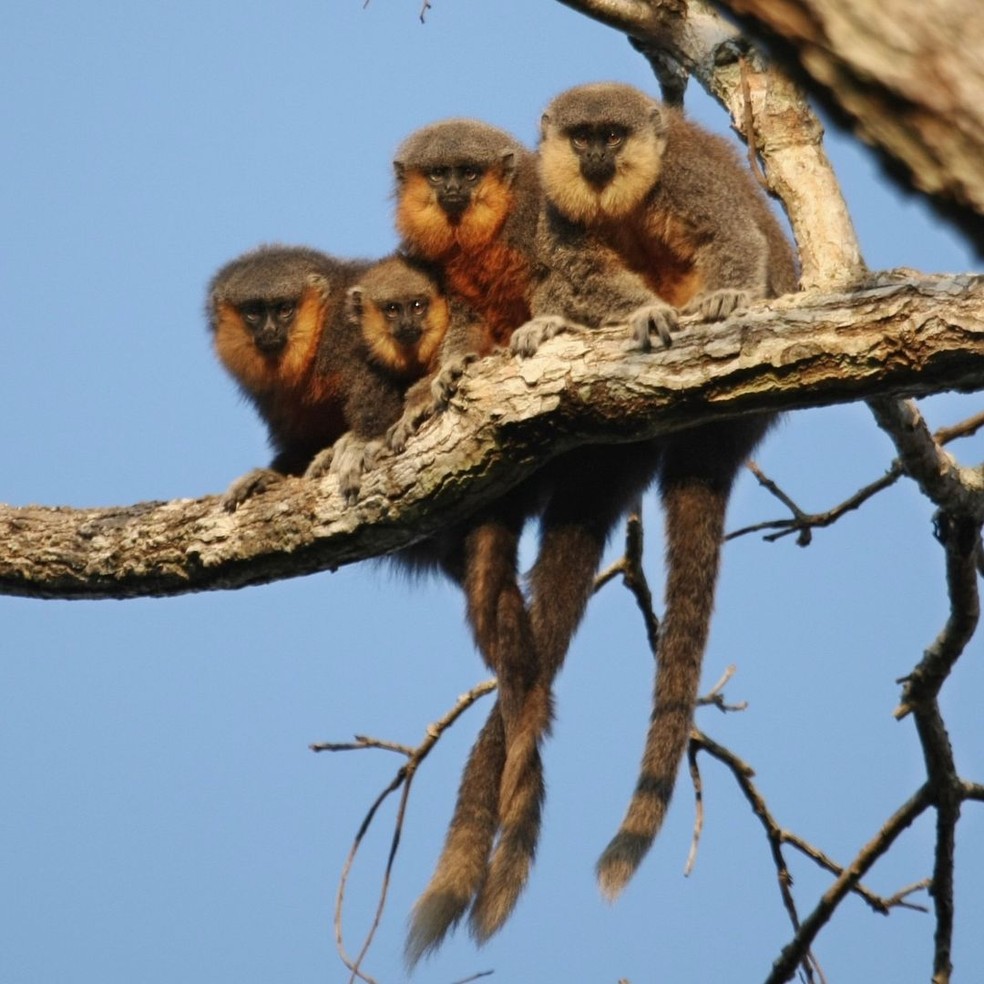 Família de primatas Zogue-zogue (Plecturocebus bernhardi) Alta Floresta do Oeste — Foto: Projeto Hapia/Carlos Tuyama — Foto: Projeto Hapia/Carlos Tuyama
