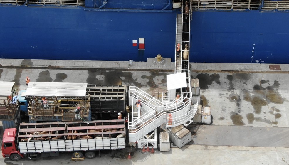 2026brliveexportdrone01 7 - Exporta&ccedil;&atilde;o de gado vivo dobra em 3 anos, mesmo com cr&iacute;ticas de ambientalistas ao transporte