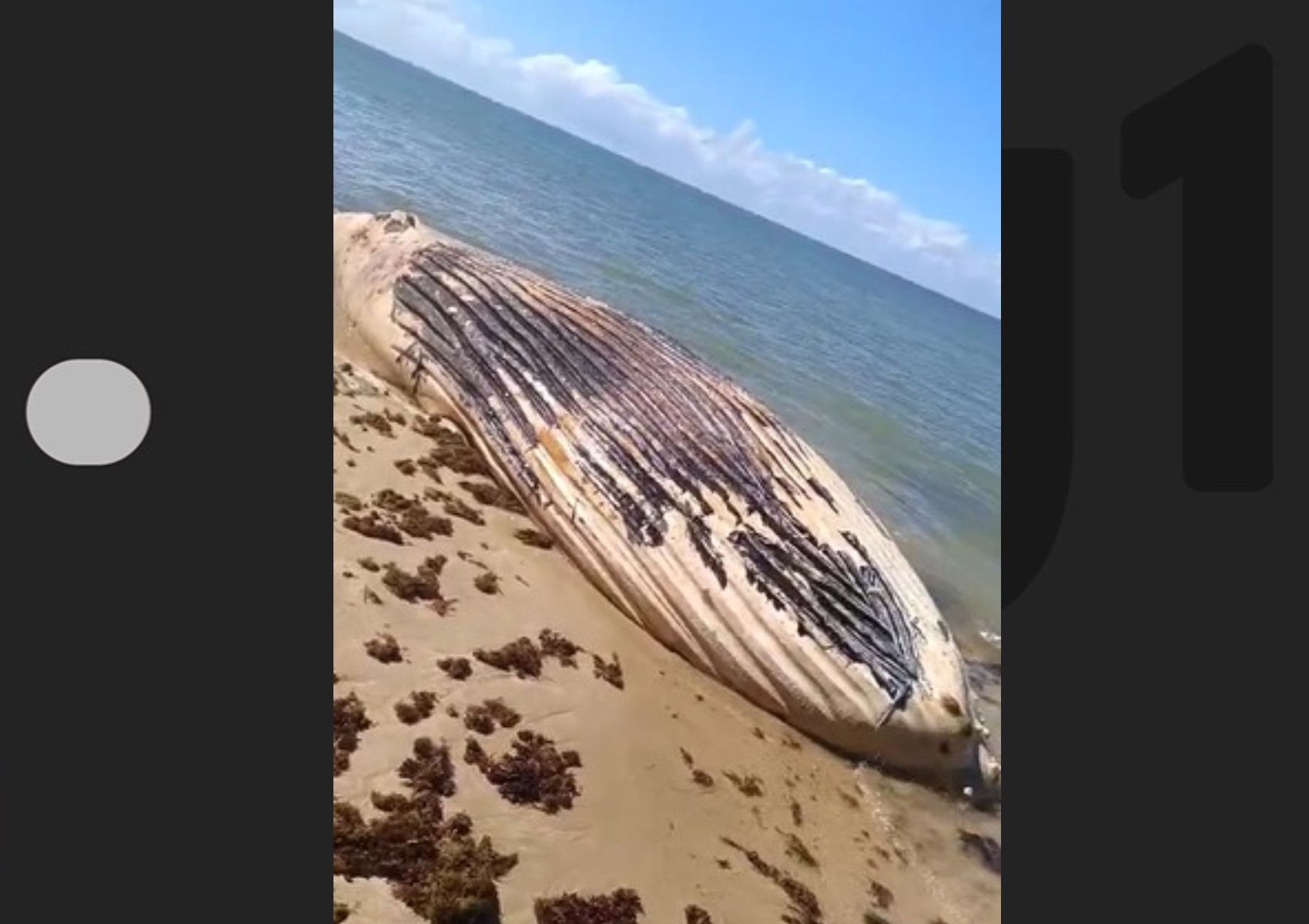 Baleia-jubarte é encontrada morta em faixa de areia de praia de destino turístico da Bahia