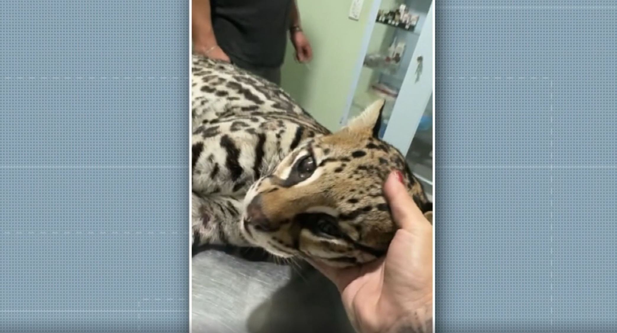 Jaguatirica morre após ser atropelada em rodovia de Amparo 