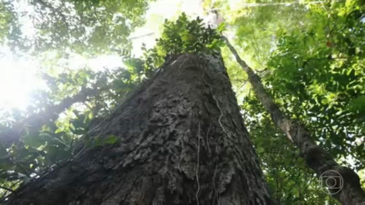 Expedição revela santuário de árvores gigantes na Amazônia