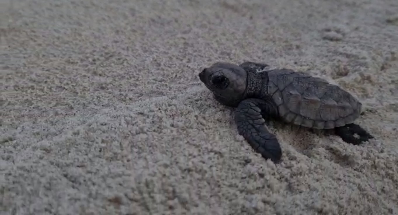 MP pede indenização de R$ 500 mil a empresa que abriu duna usada para desova de tartarugas