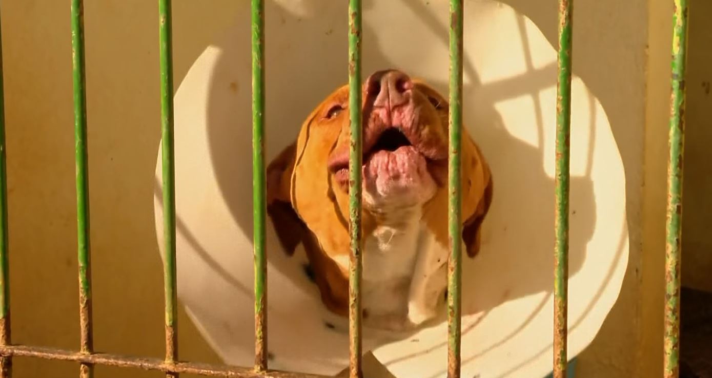 Rio Claro registra 10 ataques de cães neste ano, diz GCM; tutores podem responder por crimes