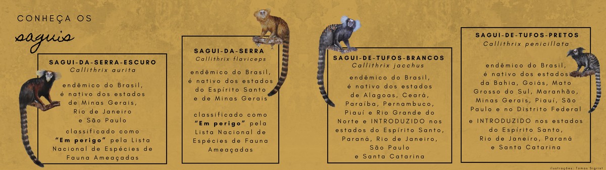 Saguis comuns em áreas urbanas ameaçam primatas nativos do sudeste, Terra  da Gente