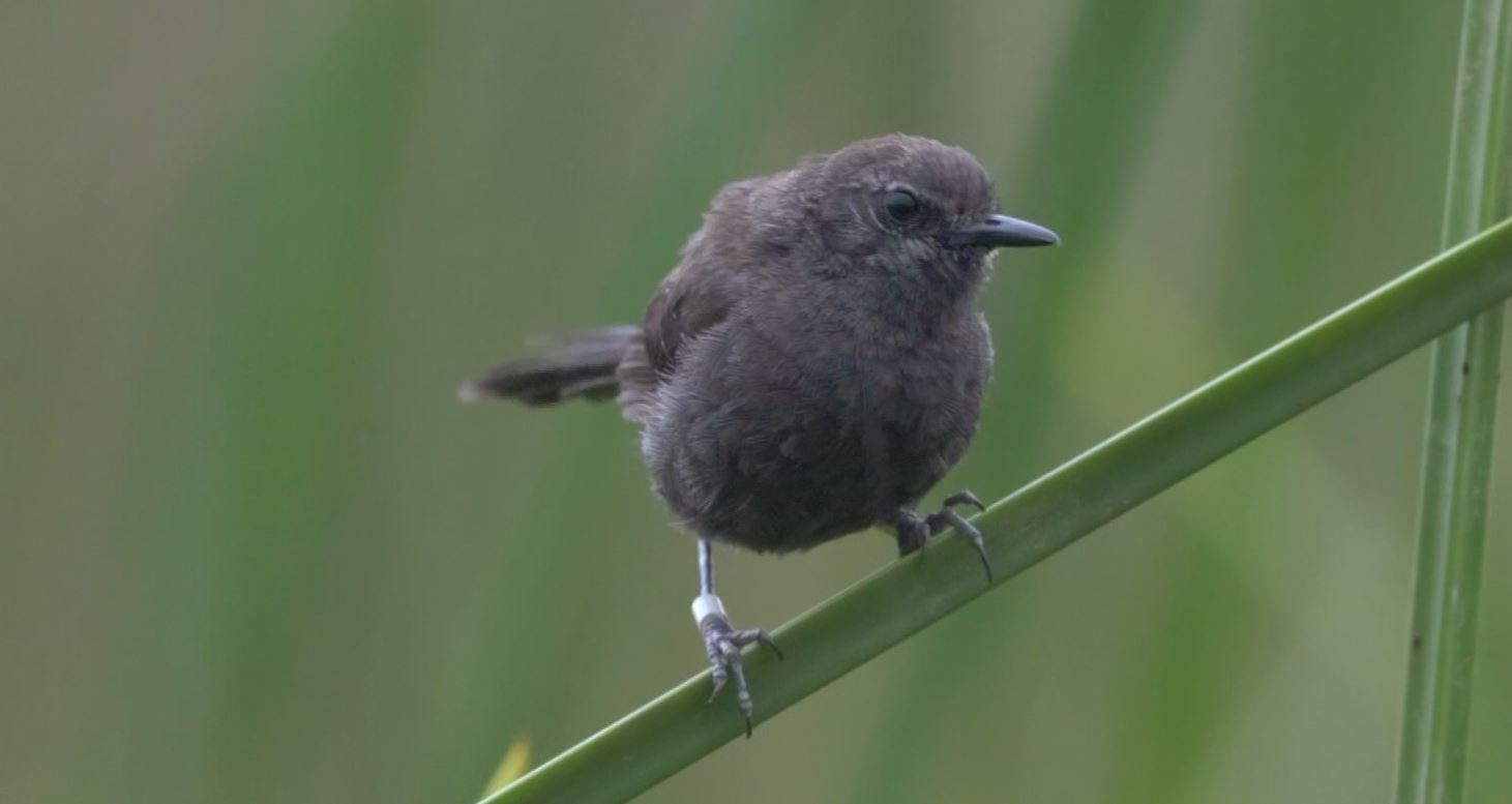 TG acompanha expedição para encontrar ninho de uma das aves mais raras do Brasil
