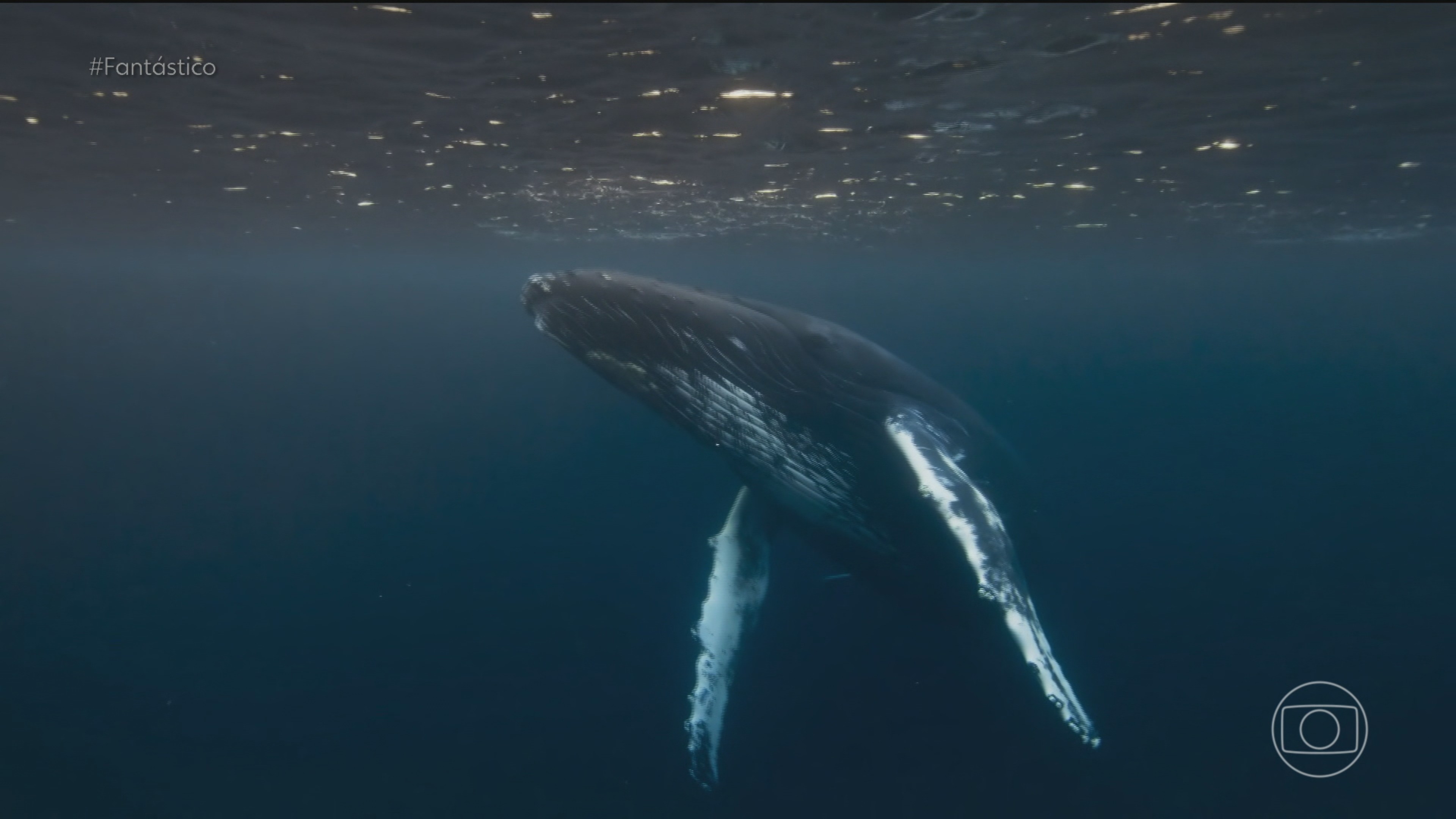 Conheça as estratégias surpreendentes de sobrevivência adotadas por animais marinhos