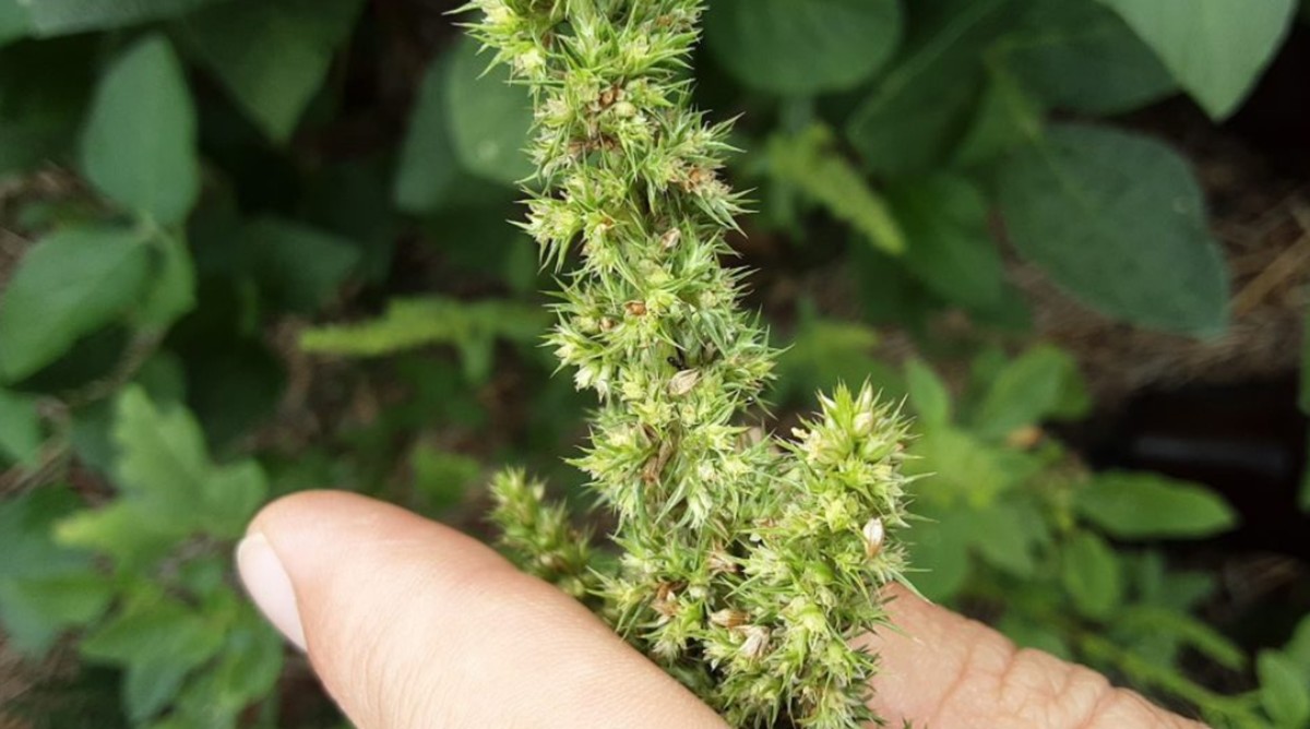 Praga que cresce 3 cm por dia e pode produzir mais de 1 milhão de sementes é identificada em SC