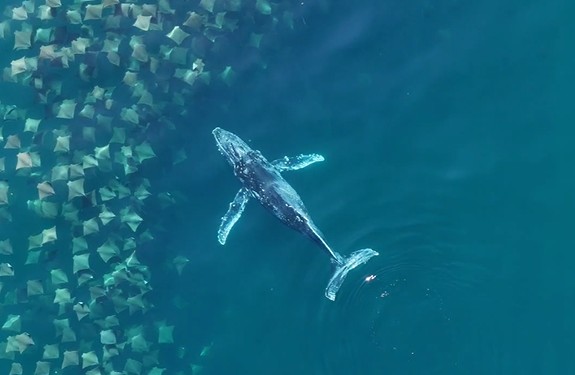 VÍDEO: Fotógrafo flagra baleia-jubarte nadando no meio de cardume de raias no litoral de SP