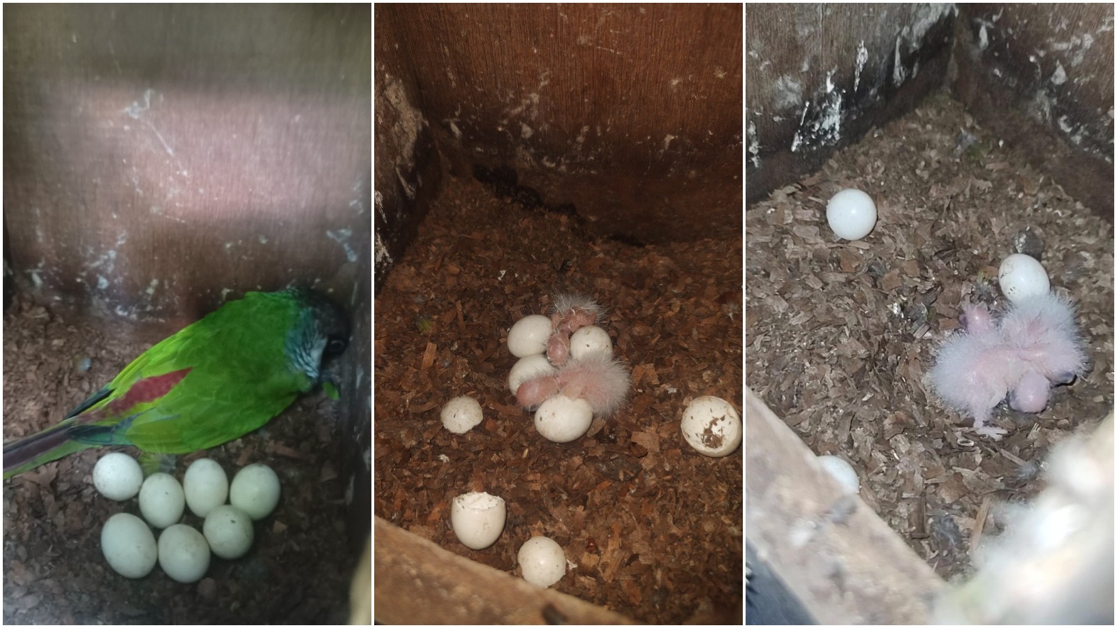 Você Não Tá Convidada pro Meu Bat Mitzvá!