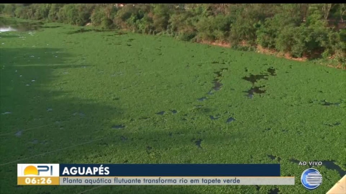 Aguapés cobrem Rio Poti, em Teresina, e ambientalista alerta sobre os ...