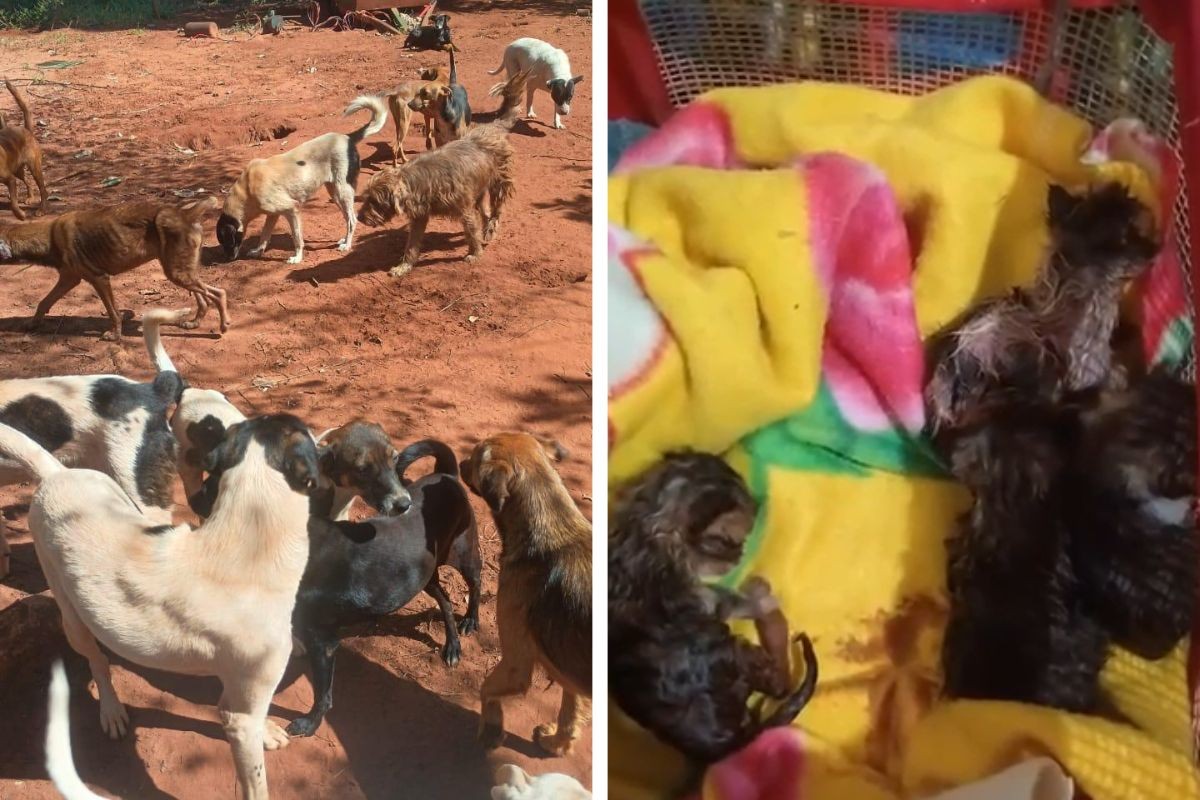 Abrigo com cerca de 400 animais pede ajuda para manter cuidados temporariamente em Campo Grande