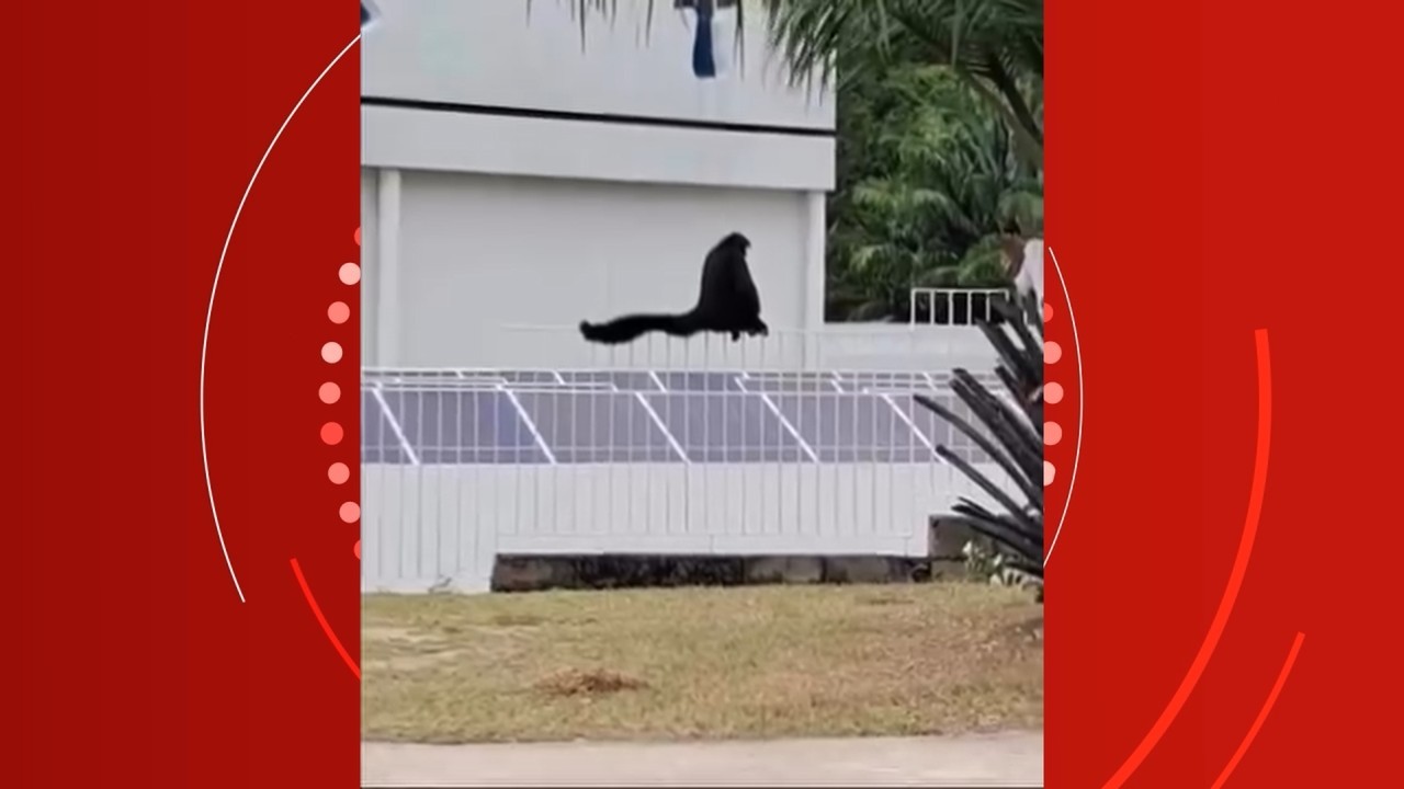 VÍDEO: Macaco-aranha aparece em rua de Manaus e sobe grades do Centro de Bionegócios da Amazônia