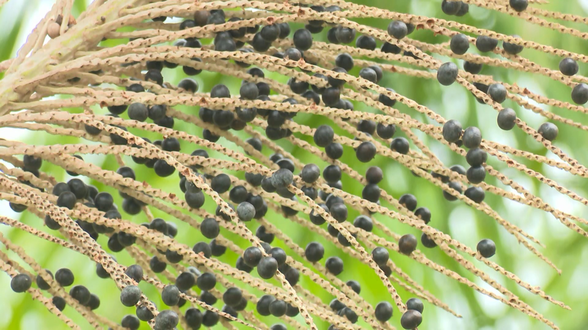 Plantio de açaí com irrigação automatizada é destaque no Amazontech 2025 em Boa Vista