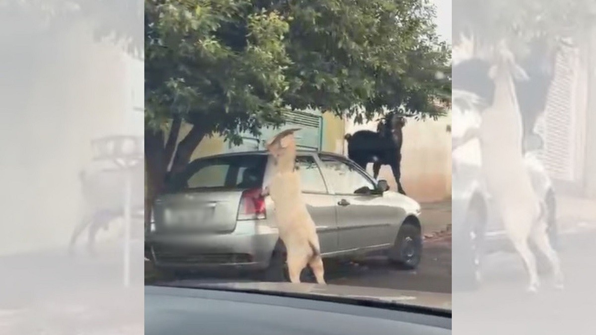 VÍDEO: bodes transformam carro em 'escada' para alcançar folhas de árvore no interior de SP