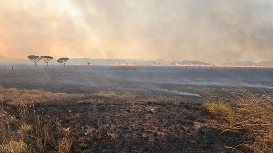 Pantanal tem redução de mais de 50% de desmatamento - Foto: (Divulgação / PNCV)