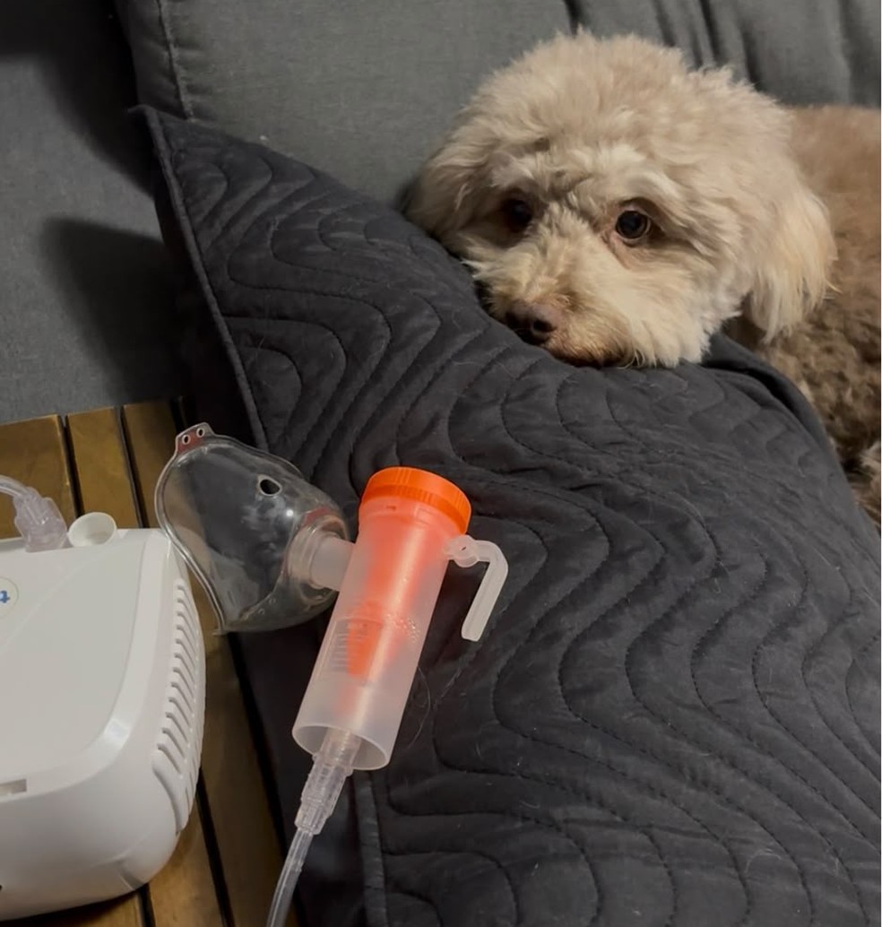 Poodle esperando para fazer nebulização — Foto: Flávia Scanavachi, tutora da pet