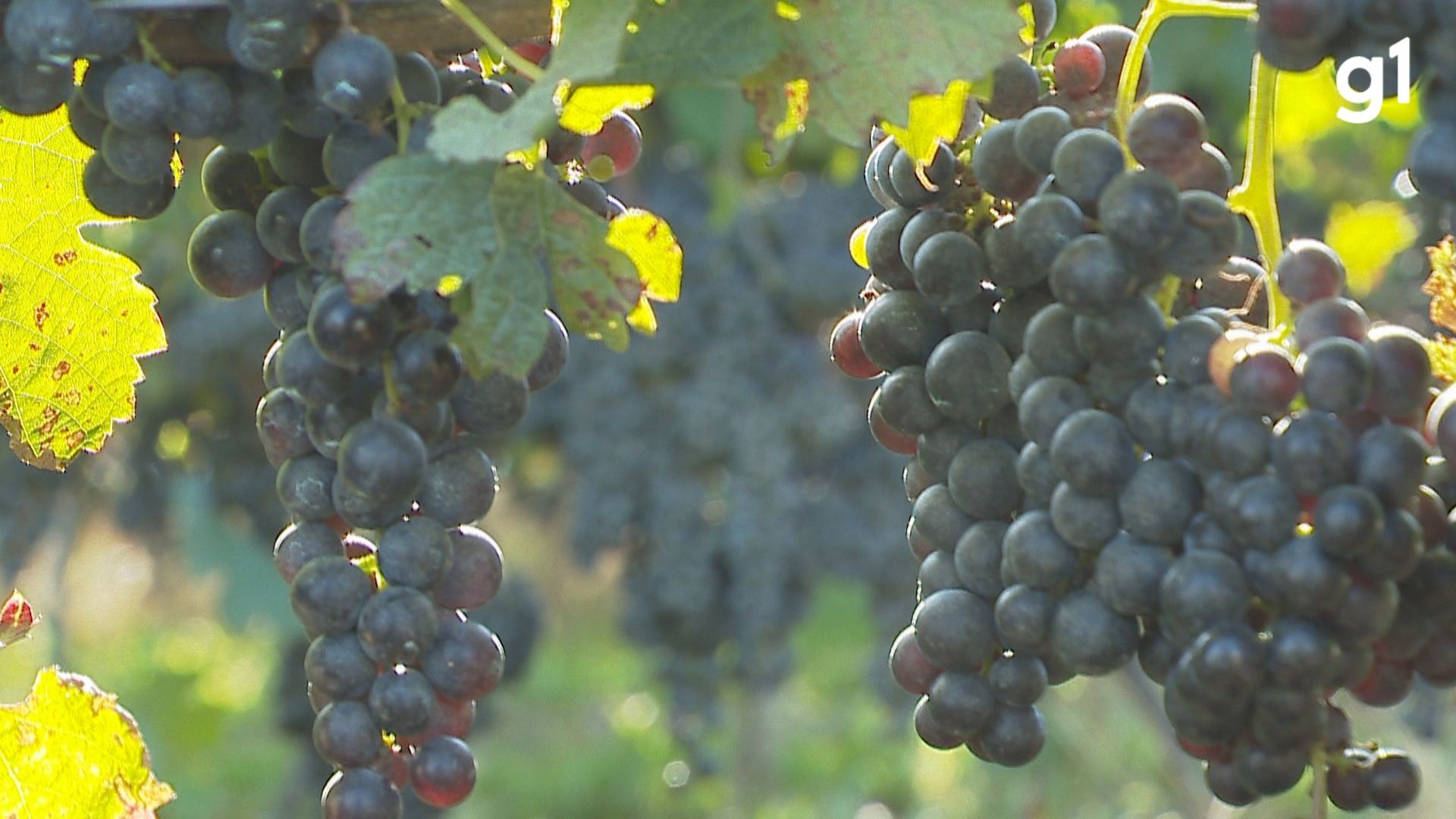 Cidade do RS que tem o melhor azeite brasileiro também se destaca pela produção de uvas para vinhos e espumantes finos