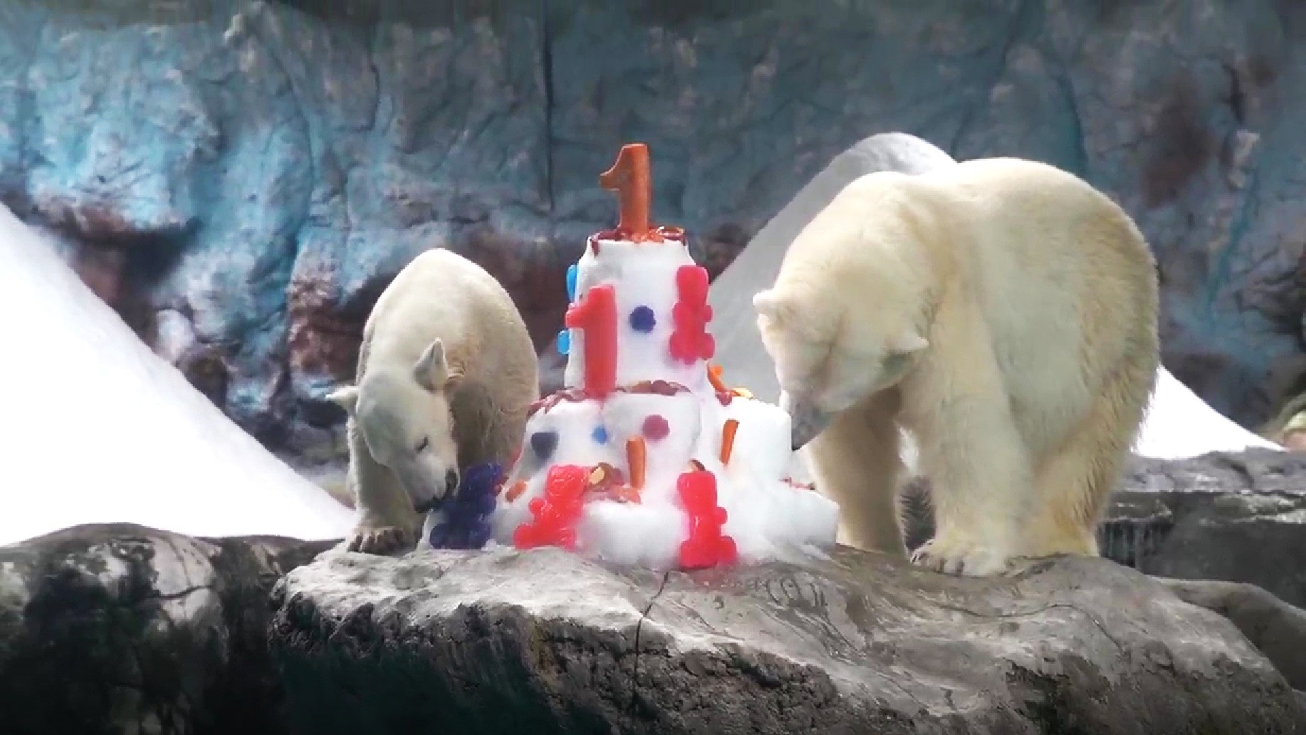 Primeira ursa polar brasileira completa 1 ano e ganha bolo de gelo e lançamento de livro no Aquário de São Paulo