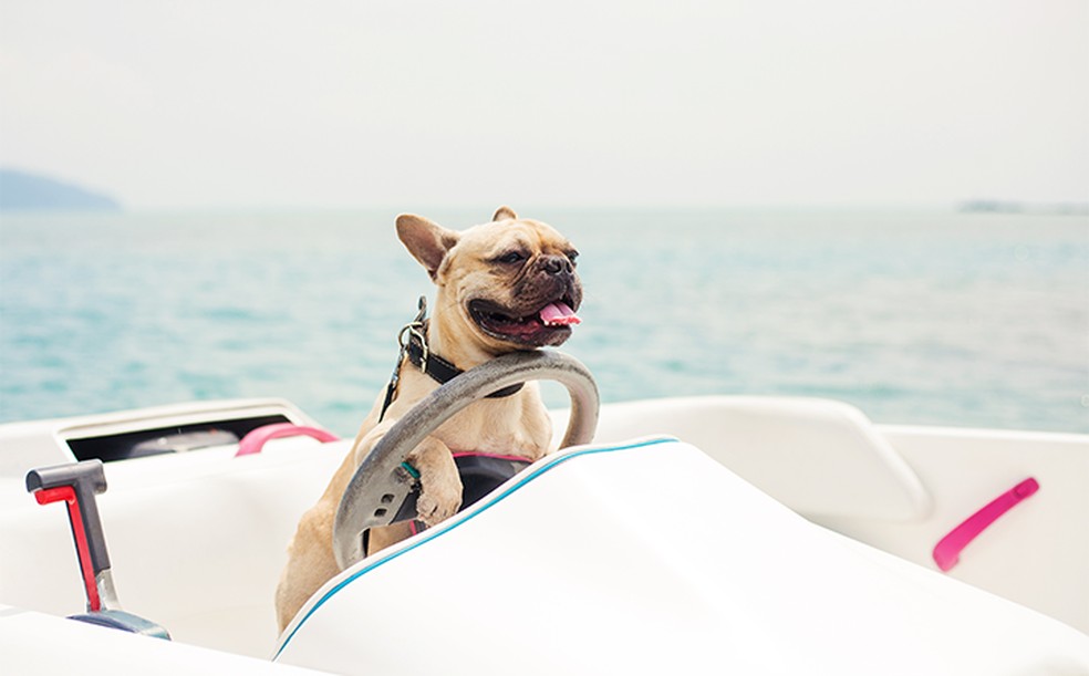 Atualmente já existem navios pet friendly — Foto: Special Dog/Divulgação