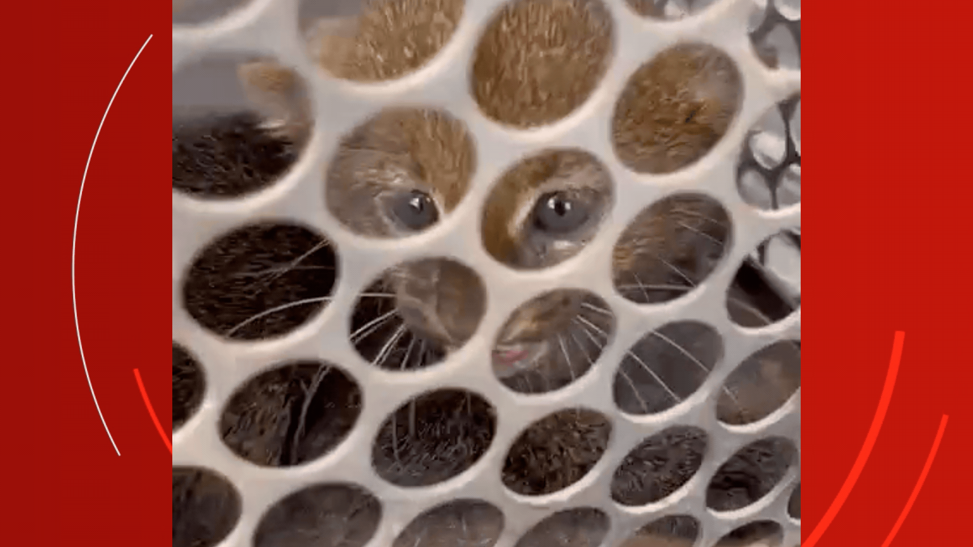 VÍDEO: filhote de gato-mourisco, espécie ameaçada, “rosna” após resgate em indústria de etanol em MT