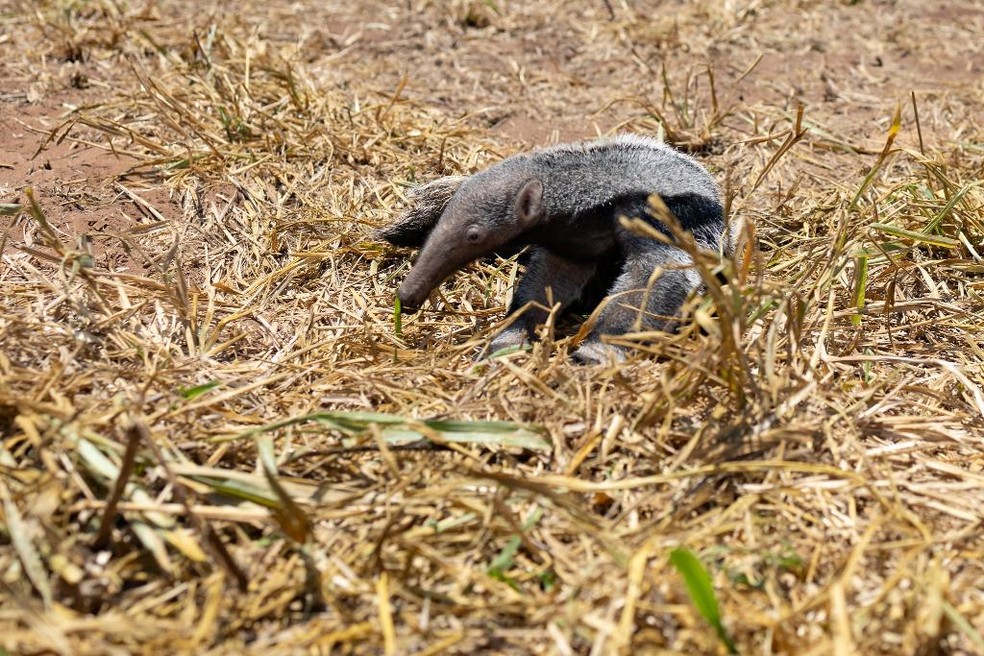 Já que são muito novos, os filhotes ficarão no santuário até terem condições de voltar à natureza — Foto: SEMA