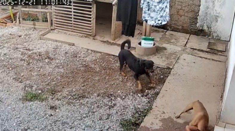 Idosa morre após ser atacada por cachorros no quintal de casa em Várzea Grande (MT); vídeo