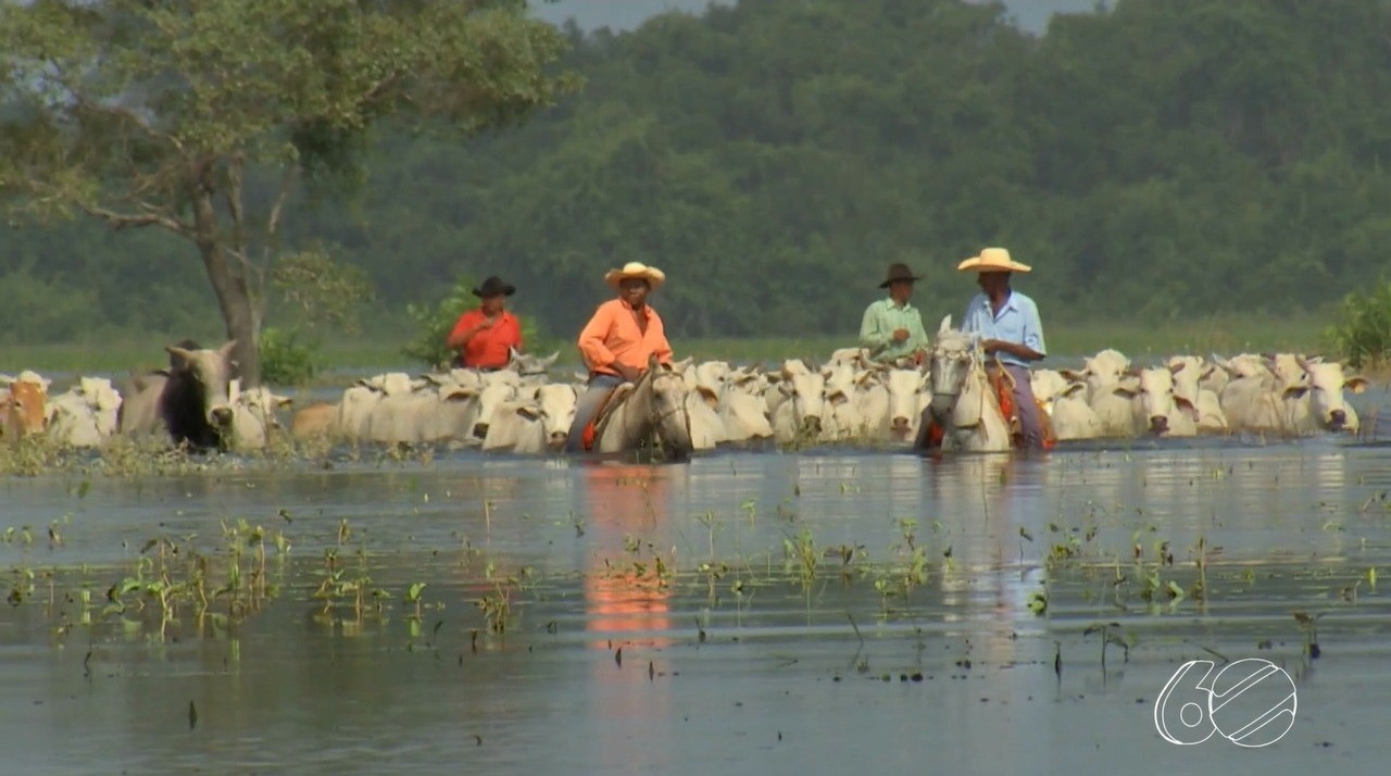 Veja desafios da reportagem que acompanhou cheia histórica no Pantanal de MT