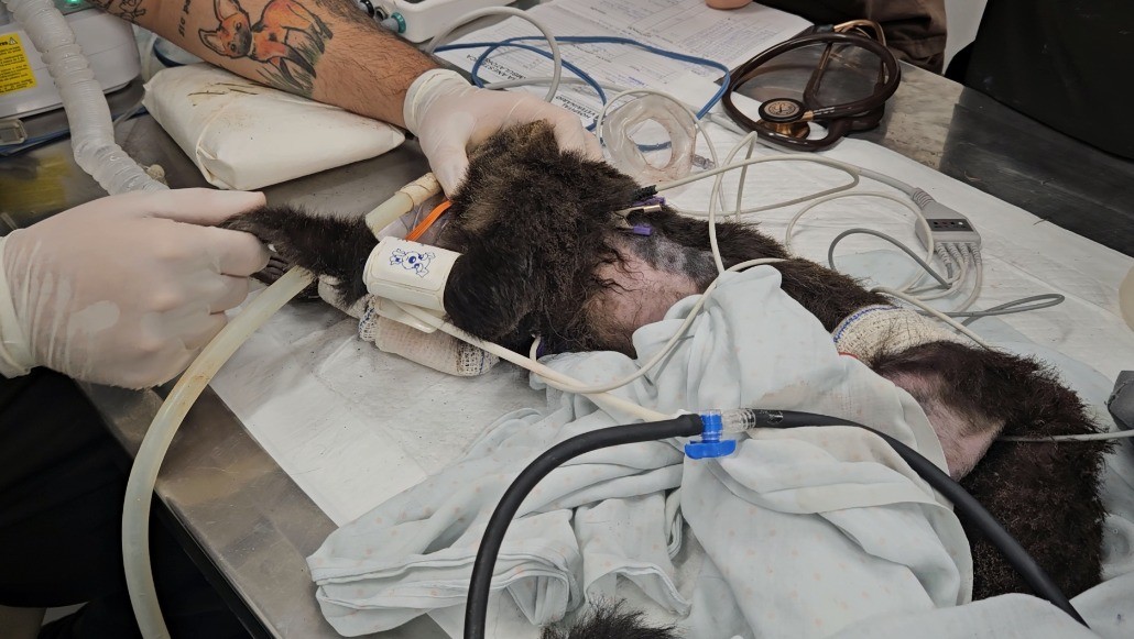 Macaco-prego provoca falta de energia ao caminhar em fios no bairro Umuarama, em Uberlândia, diz UFU