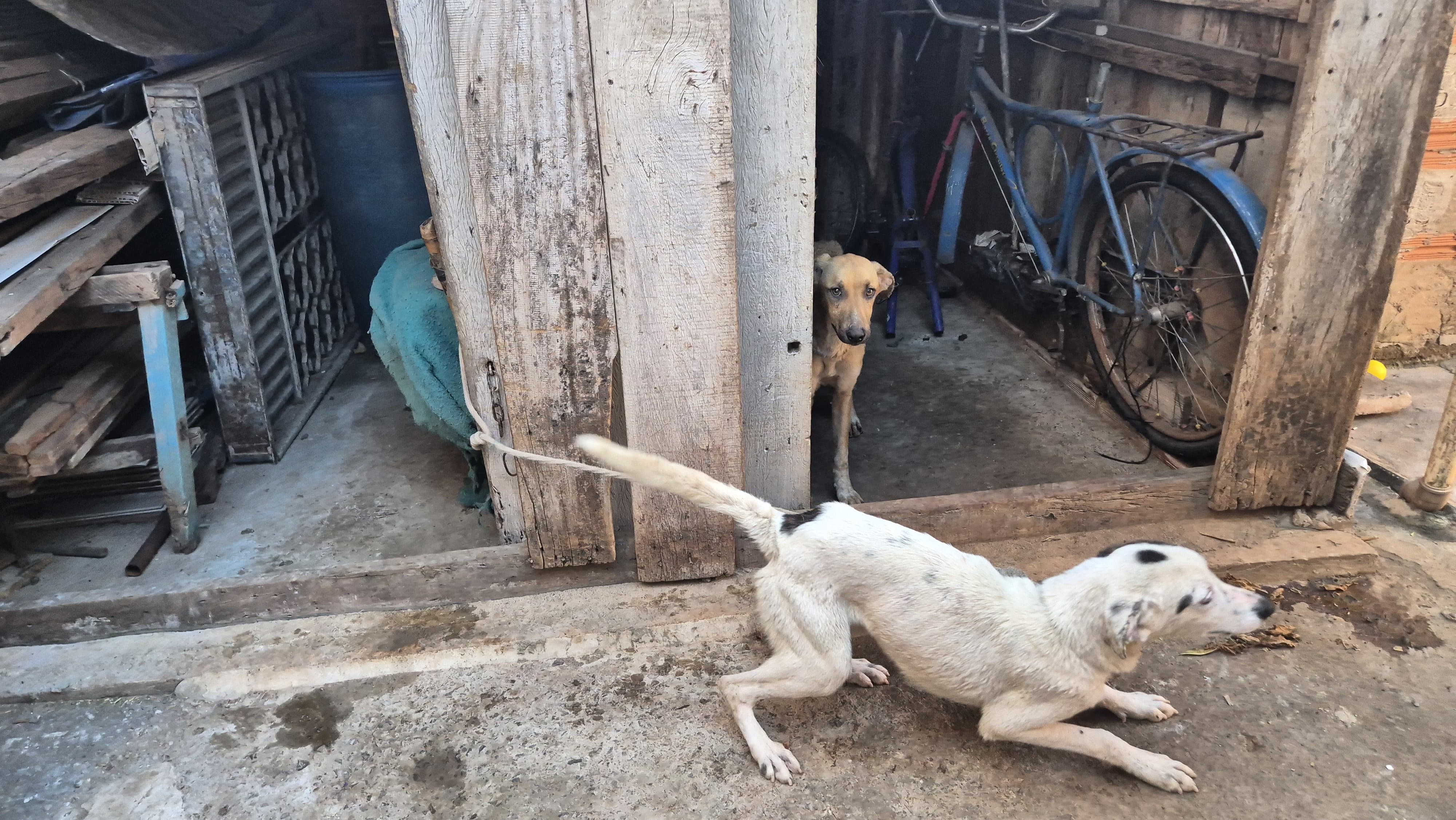 Cachorros são resgatados em estado de extrema magreza e tutora alega 'falta de condições financeiras' em Pirapozinho