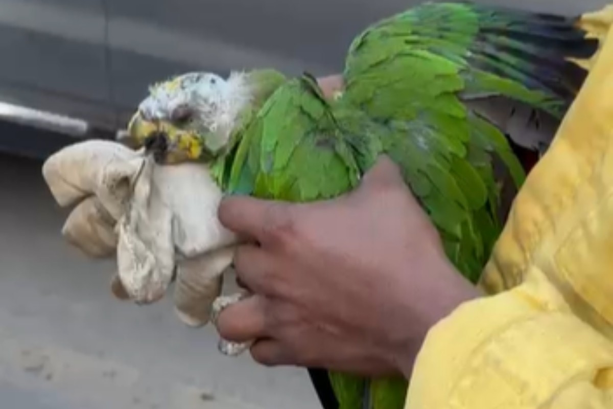 Papagaio com queimaduras é resgatado por equipes durante combate a queimadas no Amazonas; VÍDEO