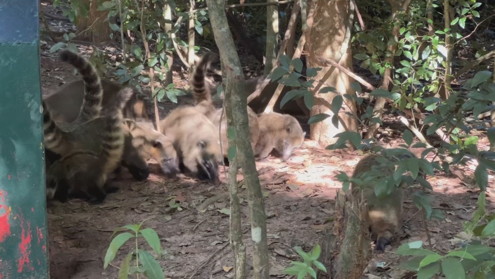 Quatis no Bosque Municipal de Marilia (SP) — Foto: TV TEM/Reprodução