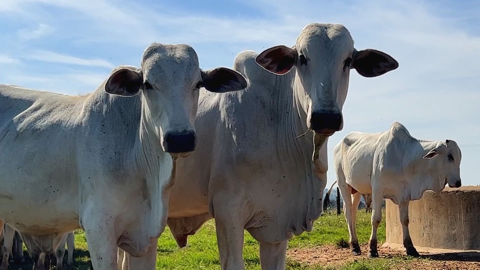 Arroba do boi gordo — Foto: TV TEM/Reprodução