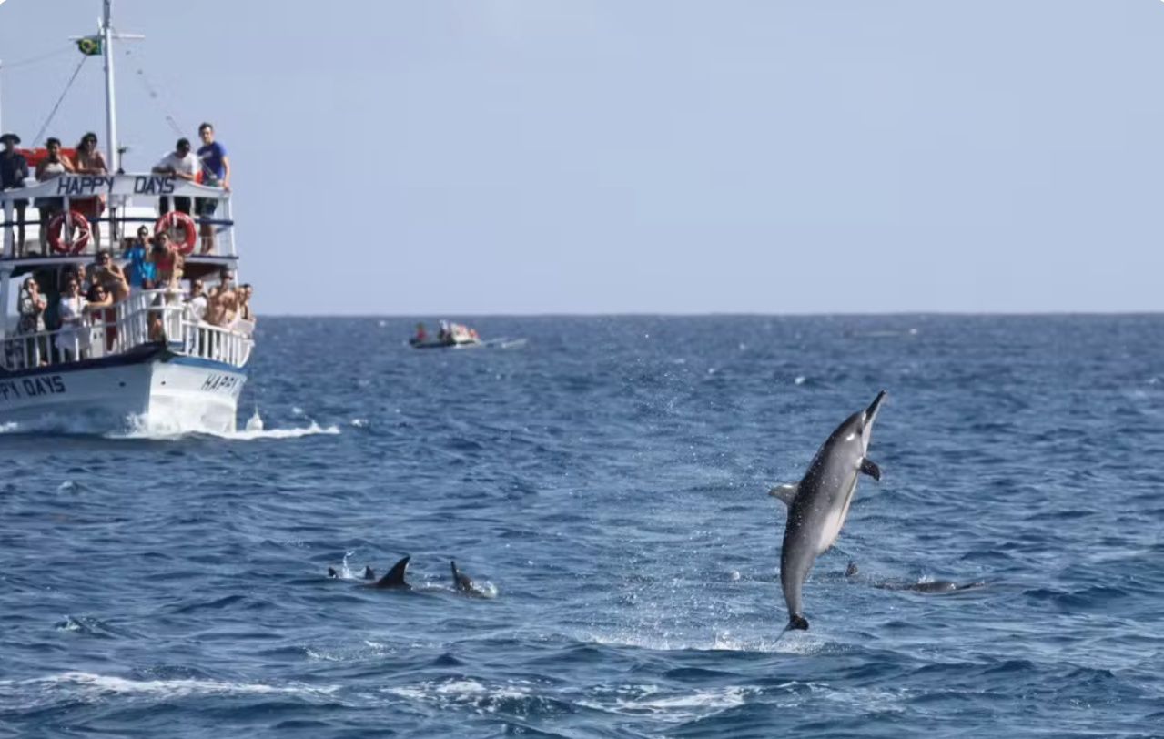 'Comportamento de guarda' de golfinhos machos em Noronha reforça defesa contra tubarões e humanos, aponta pesquisa 