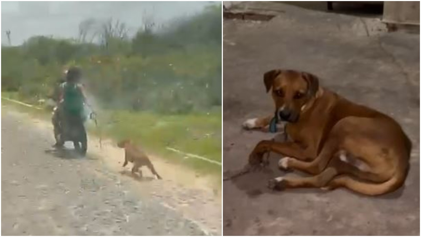 Casal é preso por arrastar cão amarrado a moto no Ceará; imagem é forte
