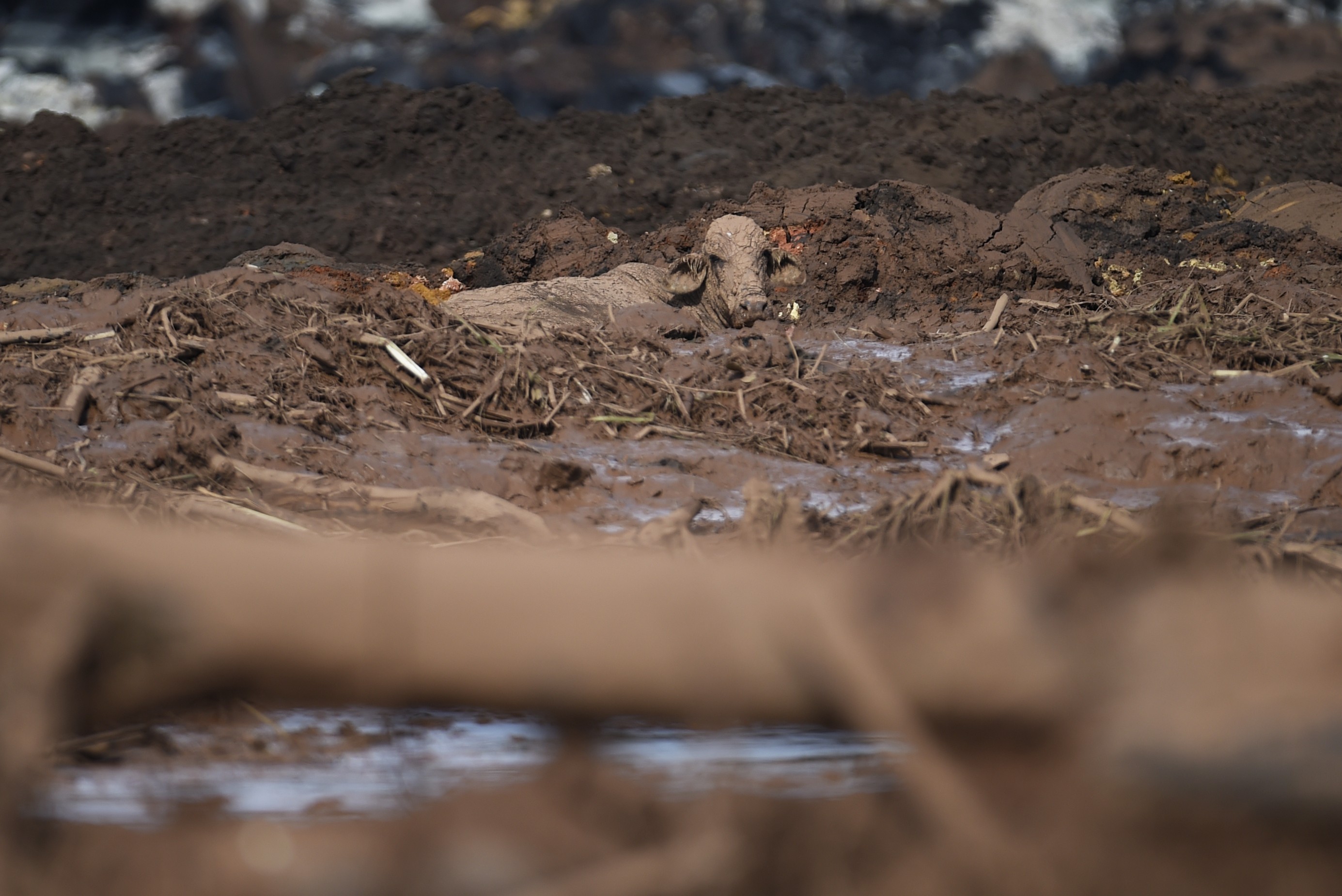 Instituições de Justiça rompem contrato com associação do acordo de Brumadinho após suspeita de irregularidades