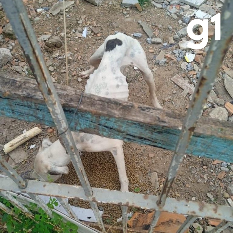 Fêmea apresentava estado de magreza extrema e infestação por parasitas — Foto: Polícia Civil