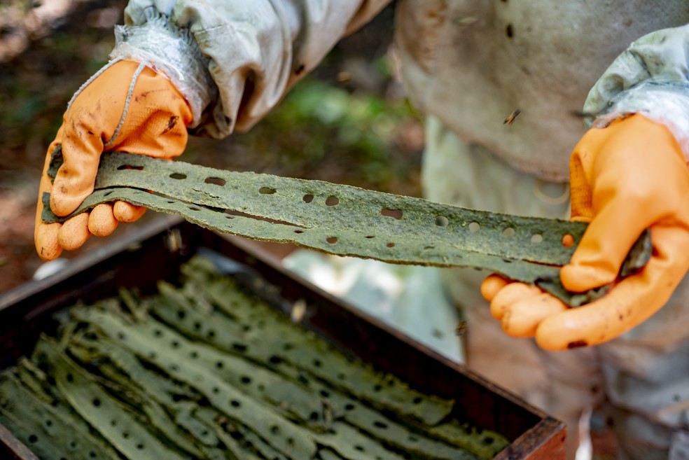 Própolis verde da Canastra produzida em Bambuí — Foto: Natucentro/Divulgação