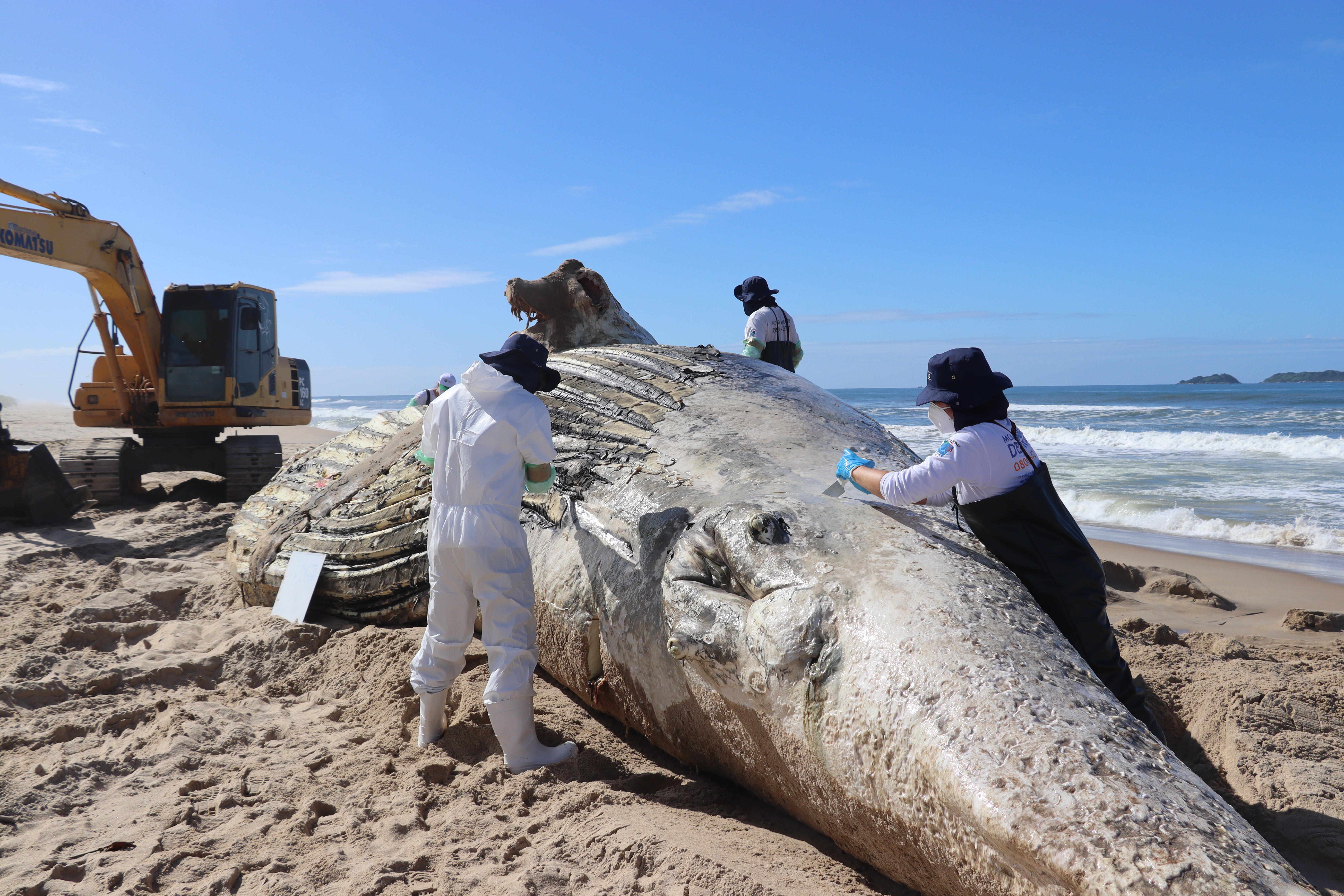 Baleia-jubarte de 30 toneladas com corda de nylon presa em nadadeira é encontrada morta em praia de SC