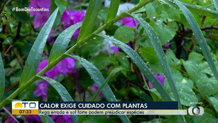 Especialista explica os cuidados com plantas durante estiagem; confira