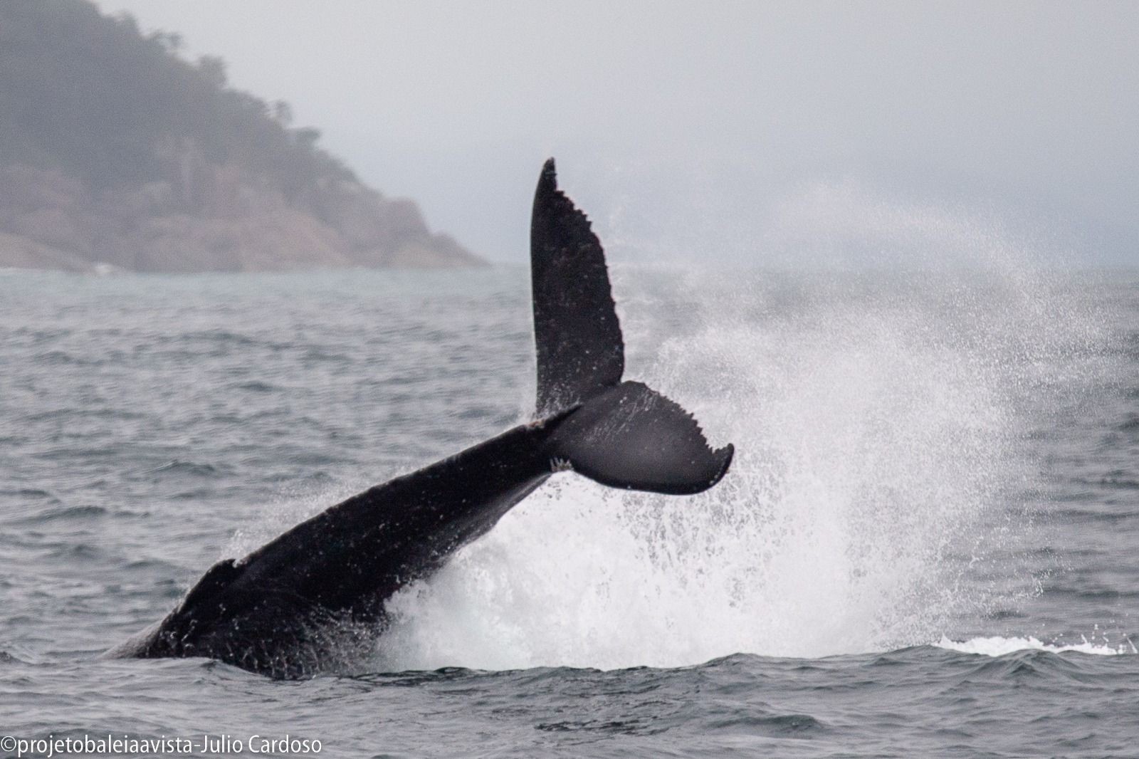 Temporada de baleias: Pesquisador flagra salto de baleia-jubarte no Litoral Norte de SP; FOTOS
