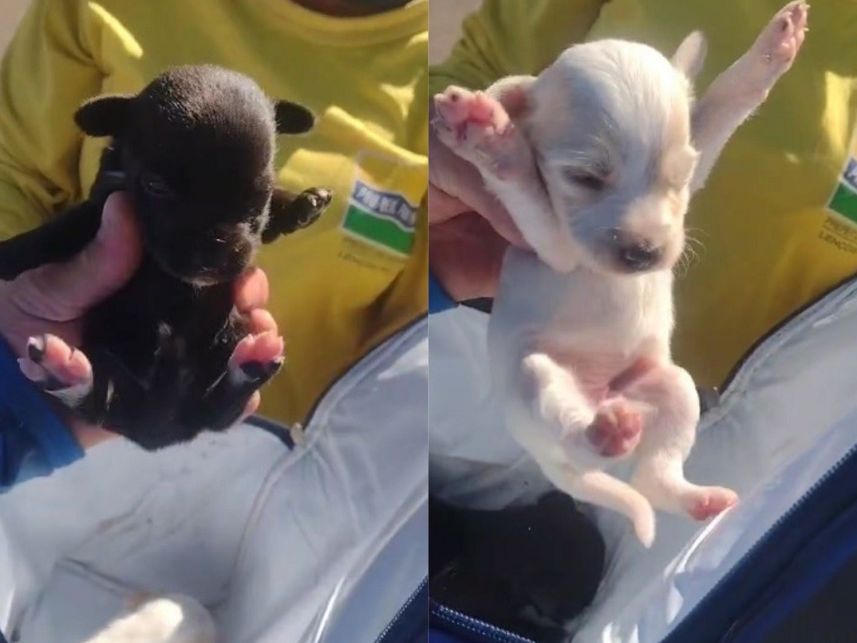 VÍDEO: filhotes de cachorro abandonados são salvos por coletores minutos antes de compactação em caminhão de lixo