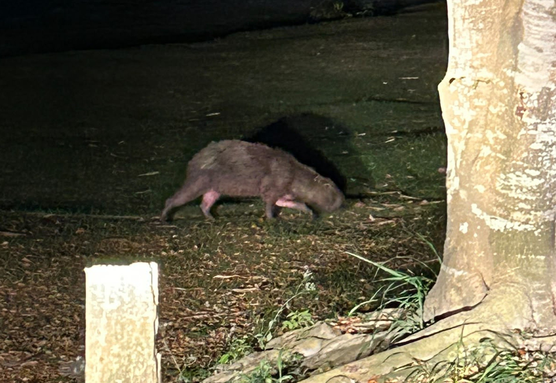 Capivara ferida foge de incêndio e é resgatada em APA de Saquarema; gambá com 7 filhotes também está entre os animais salvos