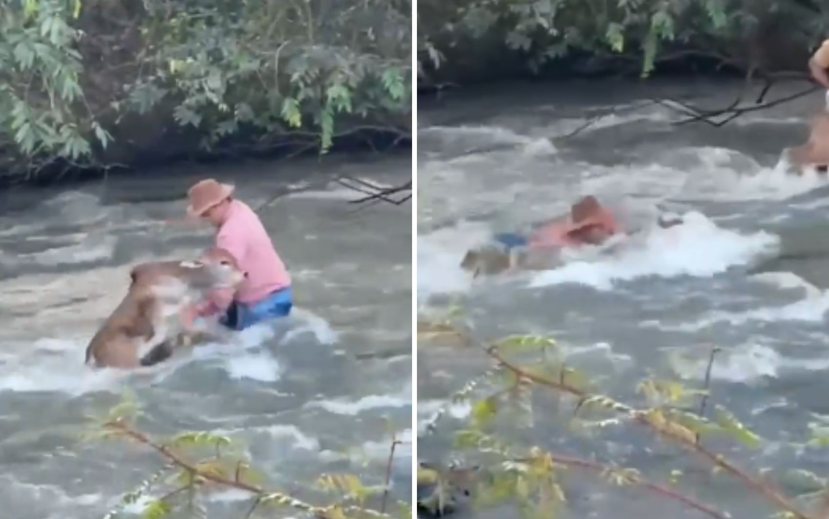 Peão luta para salvar bezerro levado por correnteza ao passar por rio; vídeo 