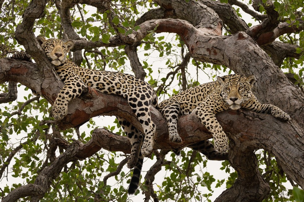 Onça-pintada e filhote no alto de árvore, no Pantanal. — Foto: Bruno Sartori/Arquivo Pessoal