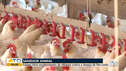 Adapec inicia monitoramento de influenza aviária e doença de Newcastle em animais do TO