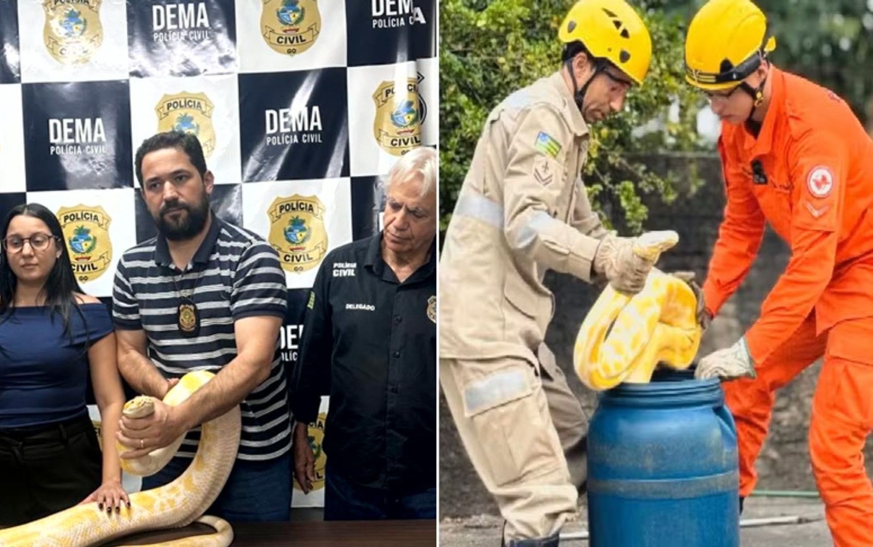 Píton de mais de 3 metros filmada ‘passeando’ por rua tinha sido dada de presente ao criador, diz polícia