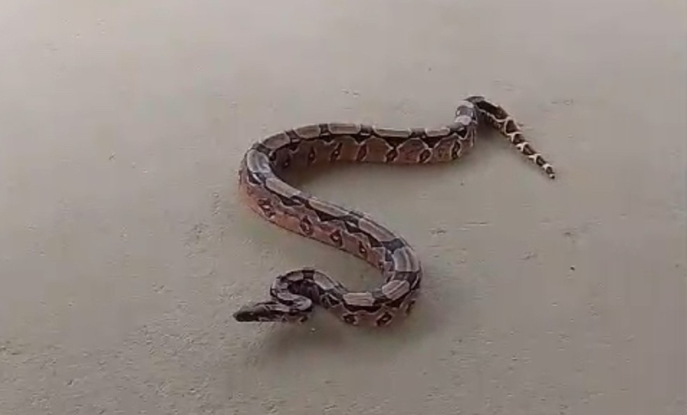 Cobra aparece em posto de saúde e assusta funcionários em Campina Grande — Foto: Reprodução/Arquivo Pessoal/Otaviano Pereira