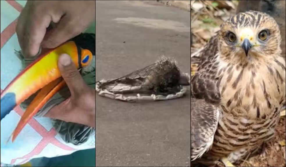 Entenda porque animais silvestres aparecem em áreas urbanas no Oeste Paulista — Foto: Reprodução