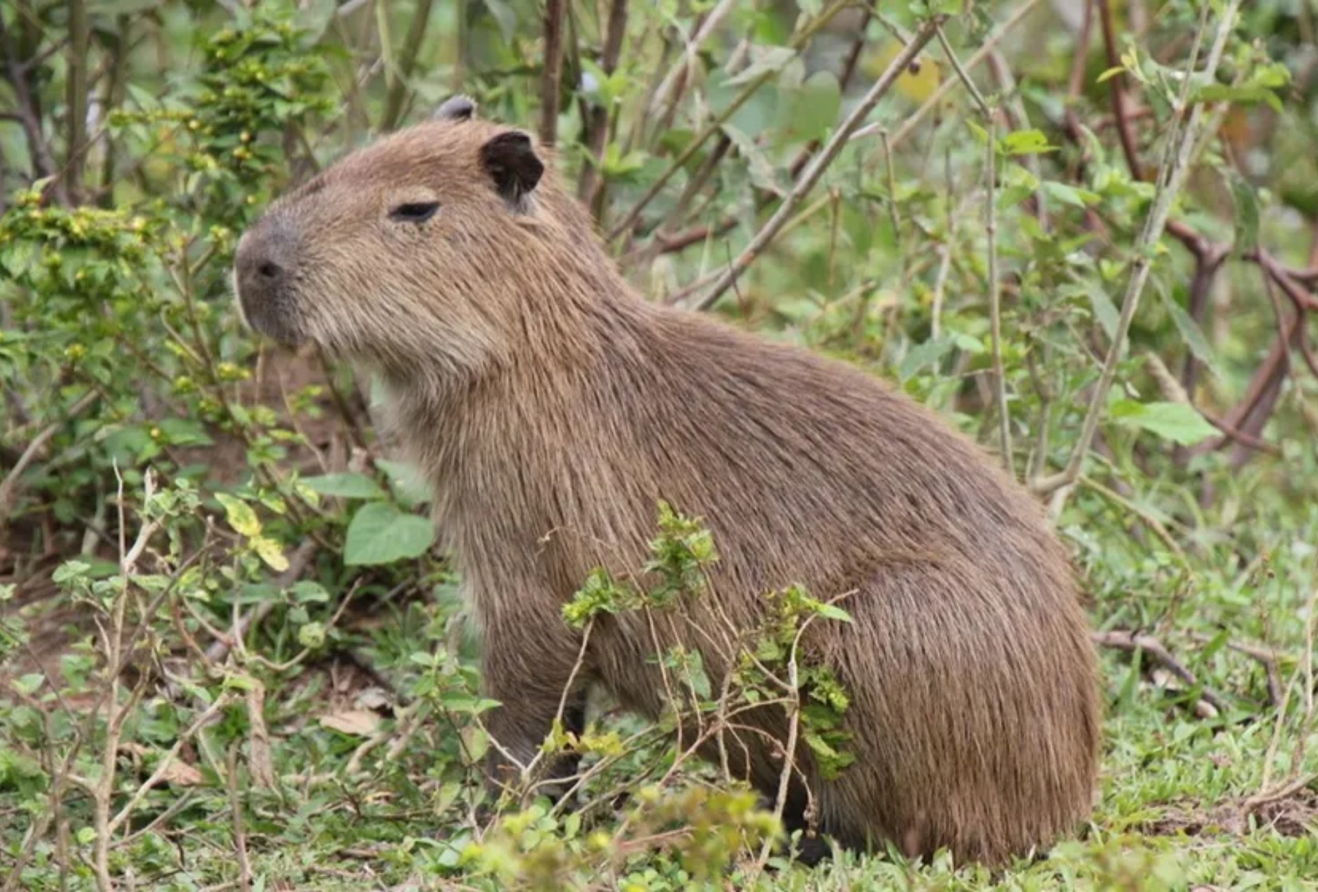 Capivara 'late'? As 7 curiosidades sobre o maior roedor do mundo