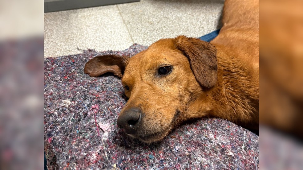 Homem é preso após espancar cães a pauladas em São José do Rio Preto (SP) — Foto: Arquivo pessoal